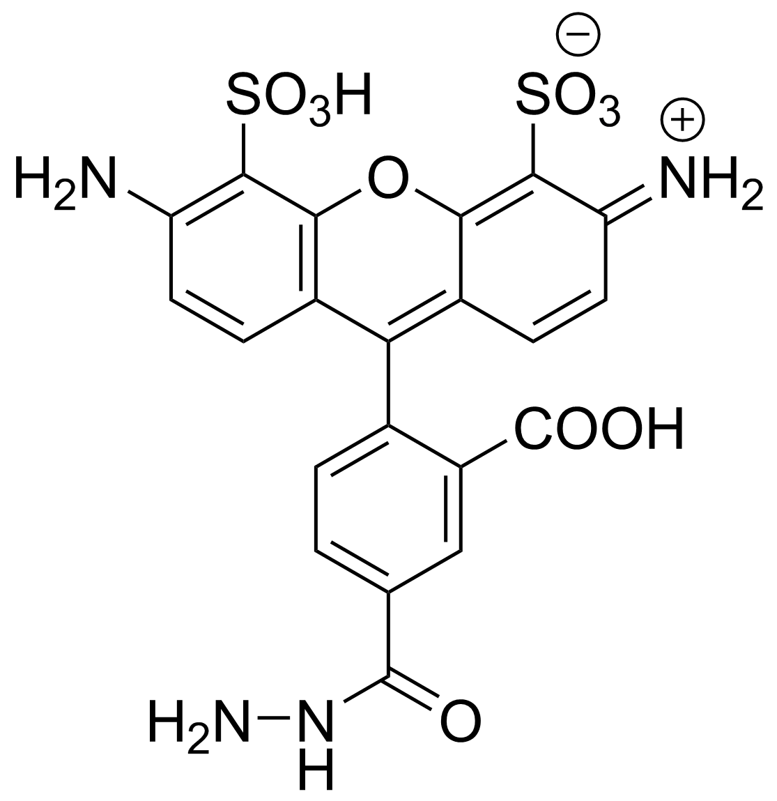 APDye 488 Hydrazide