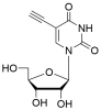 5-Ethynyl Uridine (5-EU)