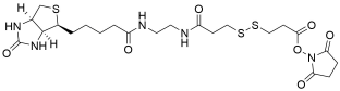 Biotin-bisamido-SS-NHS