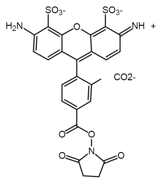 AF488 NHS ester