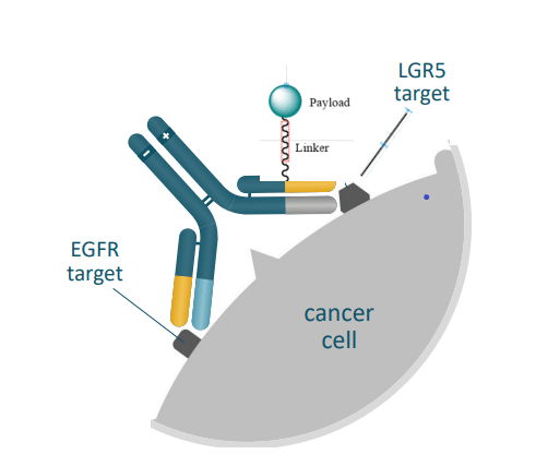 Bispecific-ADC-MCLA-158