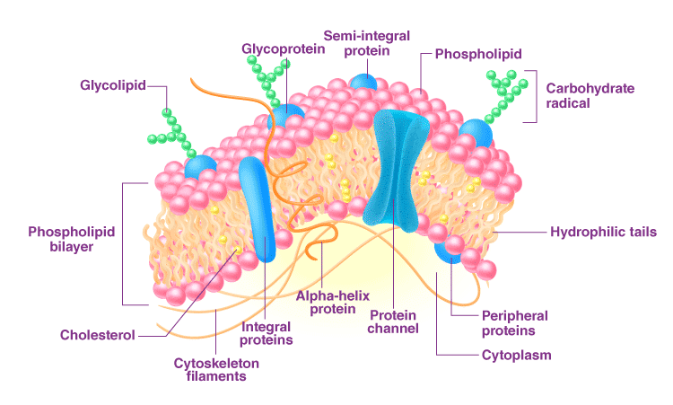 Cell Membrane Structure 