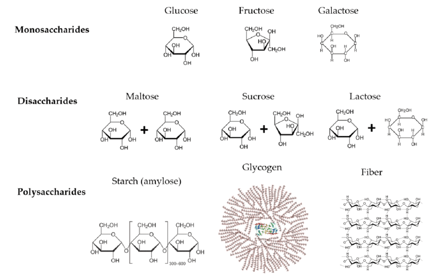 Chemical-composition-of-carbohydrates