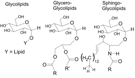 Chemical structure of glycolipids