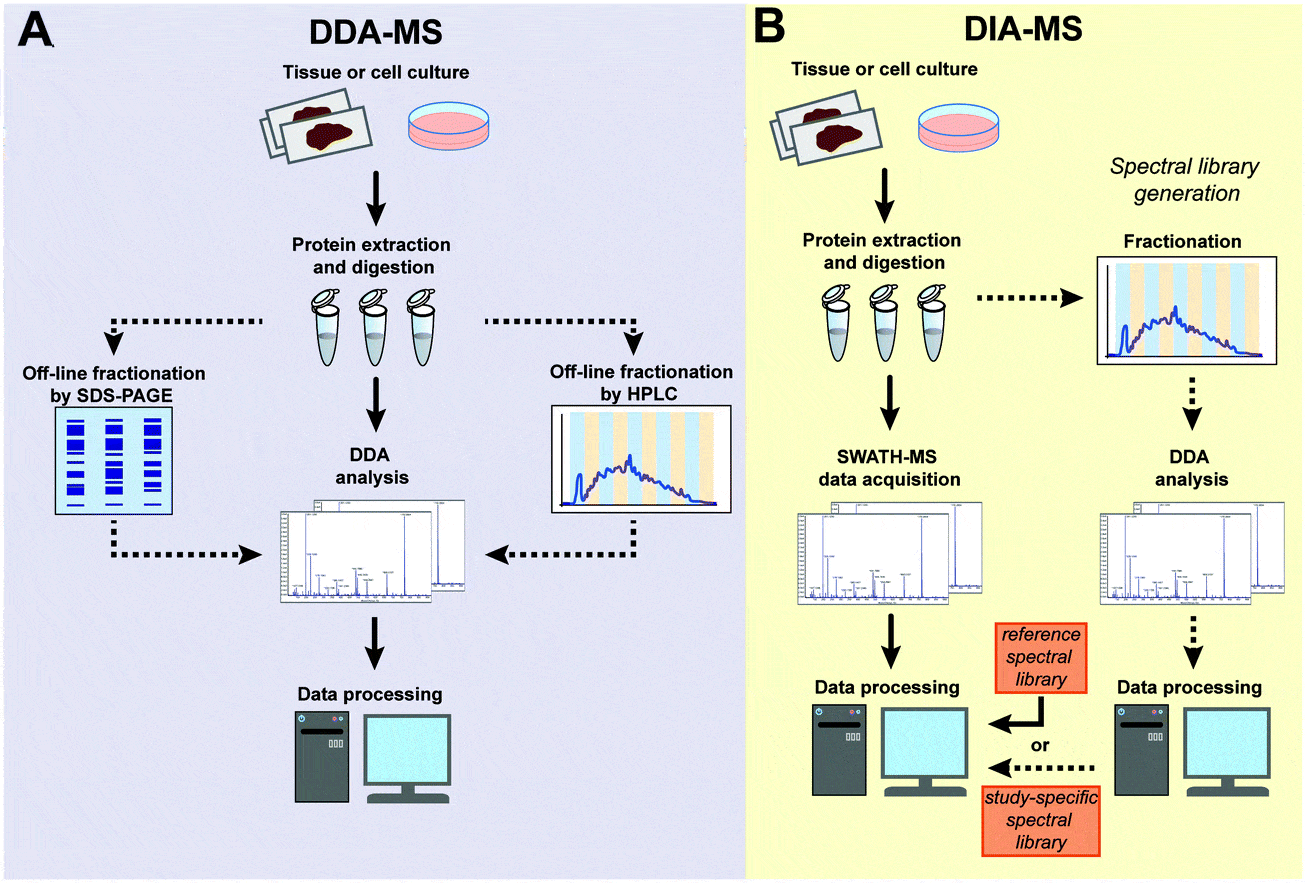 Unlock the Full Potential of Protein Research with AxisPharm DIA ...