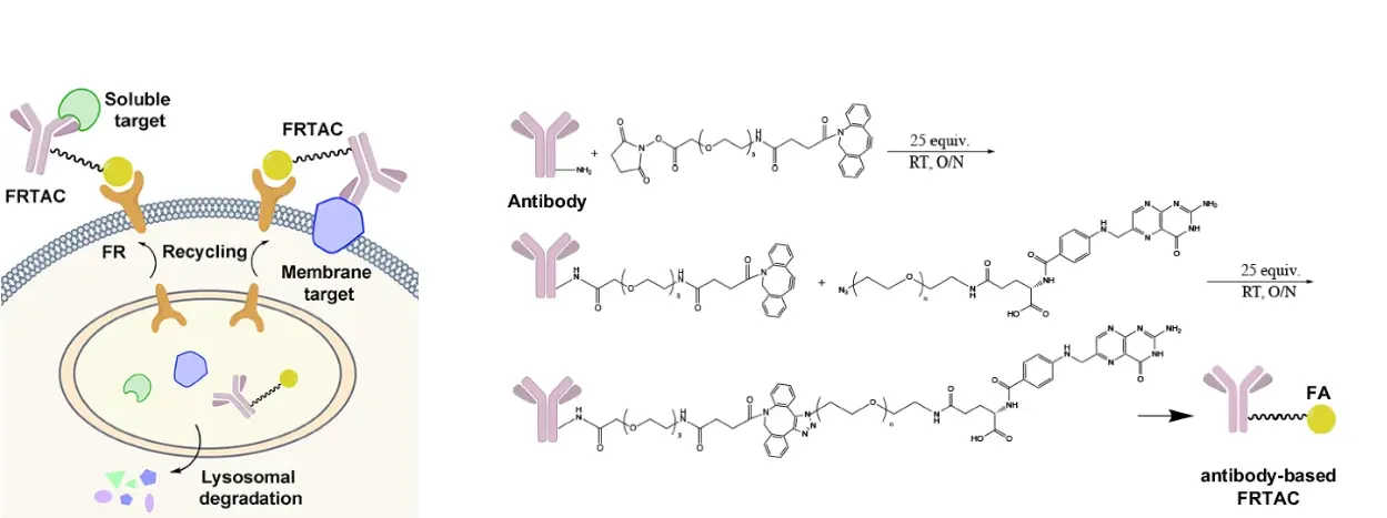 FRTAC-degradation-and-the-two-step-FA-conjugation-method