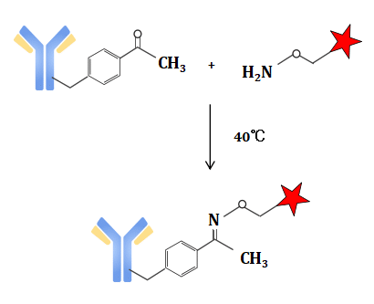 Figure 1. ADC Generation by Genetically Encoded p-ACF and Oxime Ligation