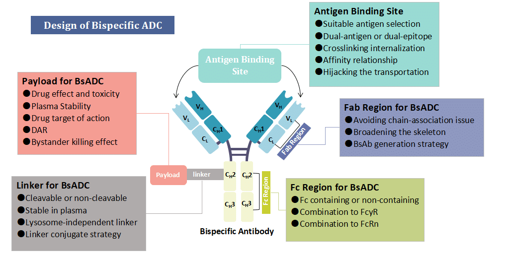 Figure 1. Design of Bispecific ADC