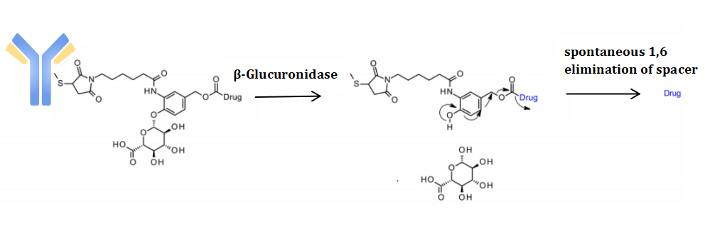 Figure 11 Novel Enzyme-Cleavable Linkers