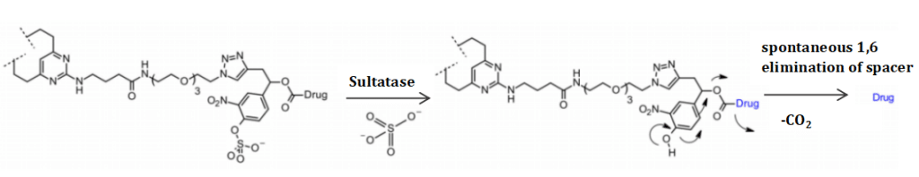 Figure 12 Novel Enzyme-Cleavable Linkers