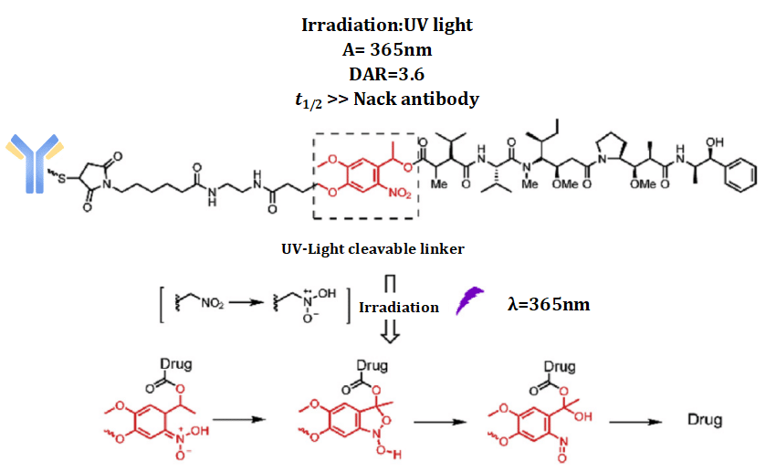Figure 14 Light-responsive cleavable linkers