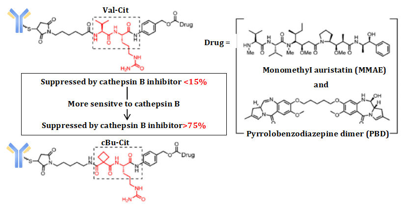 Figure 2 Cyclobutane-1,1-dicarboxamide (cBu) structure