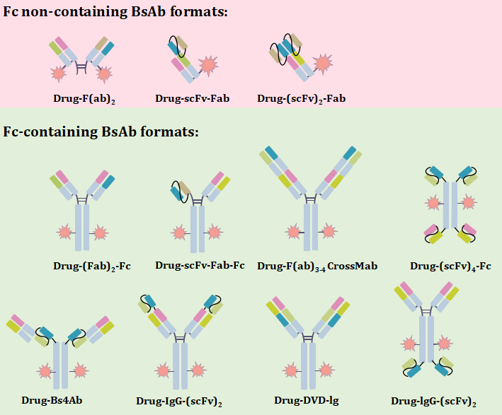 Figure 2. Fc non-containing BsAb formats and Fc-containing BsAb formats