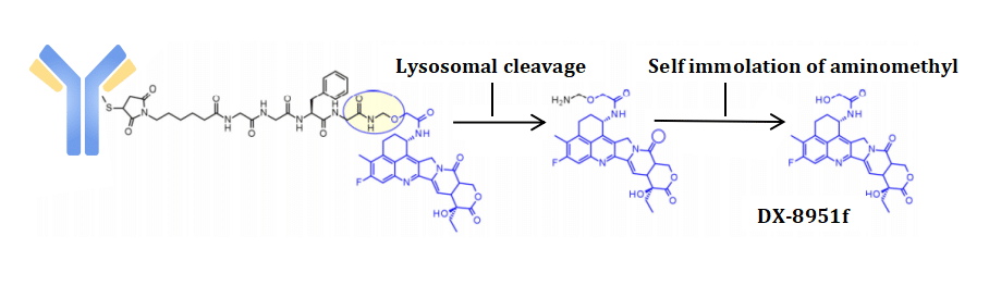 Figure 3 Cathepsin-Cleavable Linkers