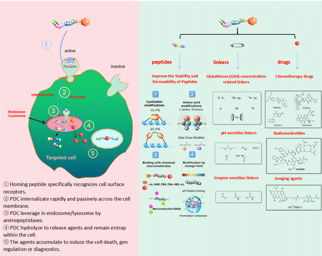 Figure 2. Components and Design of Peptide–Drug Conjugates