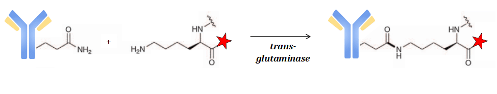 Figure 4. Enzymatic Binding of Lysine-Functionalized Antibodies Under Transglutaminase Action