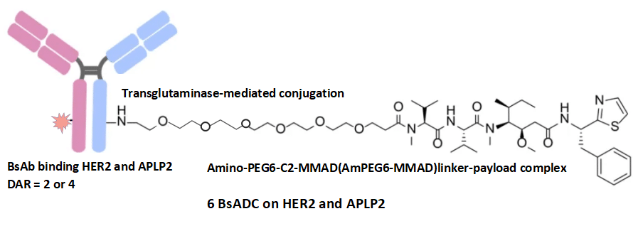 Figure 7. BsADC on HER2 and APLP2