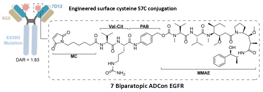 Figure 8. Biparatopic ADCon EGFR