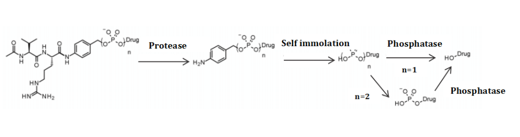 Figure 9 Novel Enzyme-Cleavable Linkers