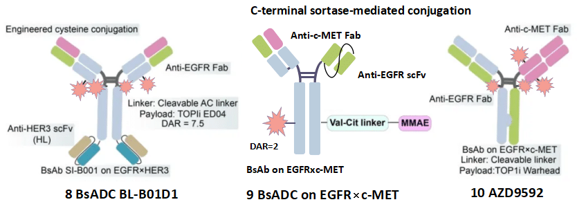 Figure 9. BsADC BL-B01D1 & BsADC on EGFR×c-MET & AZD9592