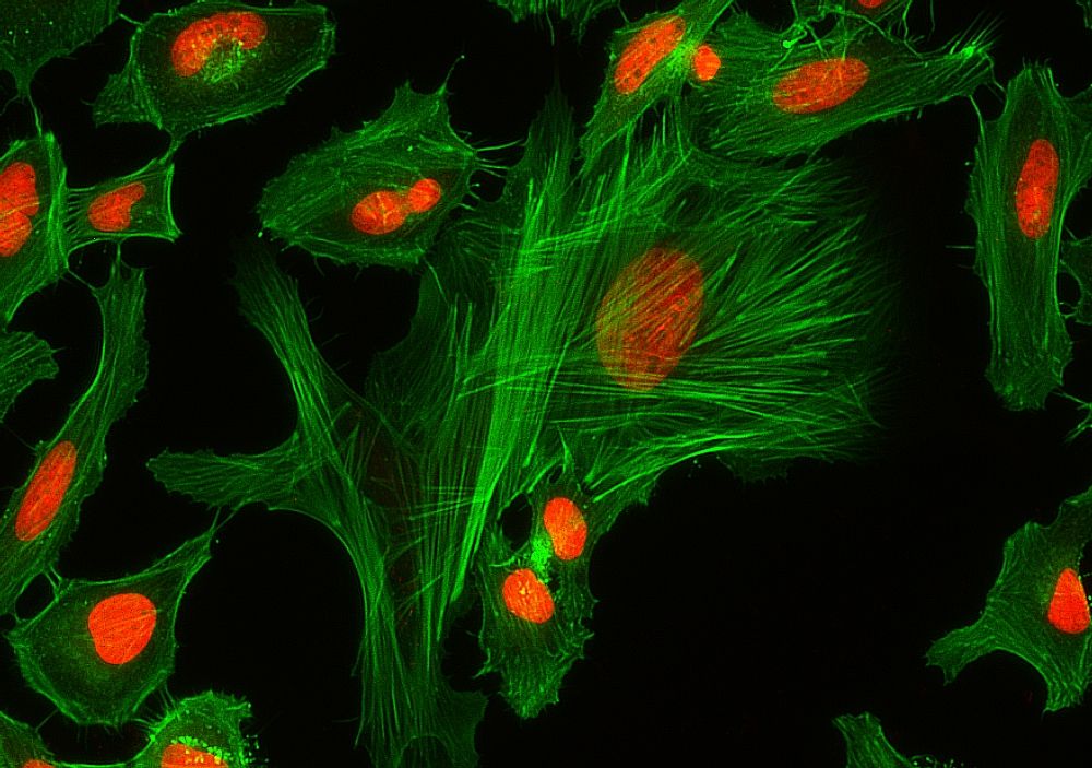 Classification, Examples and Application of Fluorescent Dyes AxisPharm