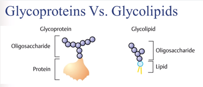 Glycolipids Vs. Glycoproteins