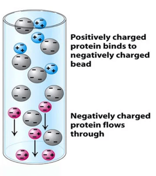 Ion Exchange Chromatography for protein purification