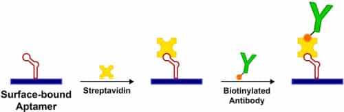 What Is Biotinylation? | AxisPharm