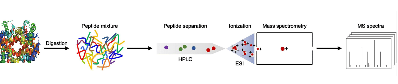 LC-ESI-MS-Protein-Analysis