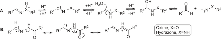 Mechanism of hydrolytic cleavage of hydrazone/oxime linkers
