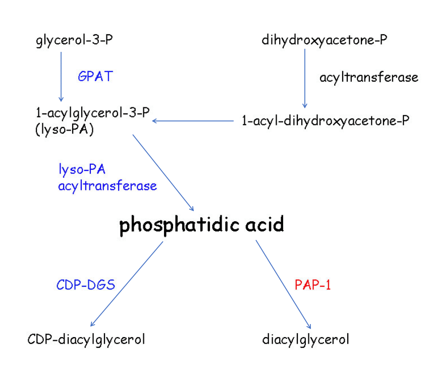 Phospholipids Composition