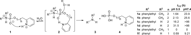 Phosphoramidate linker chemistry