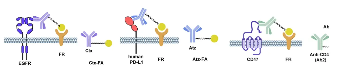 schemas of Ctx-FA targeting EGFR Atz-FA targeting PD-L1 and Ab2-FA targeting CD47