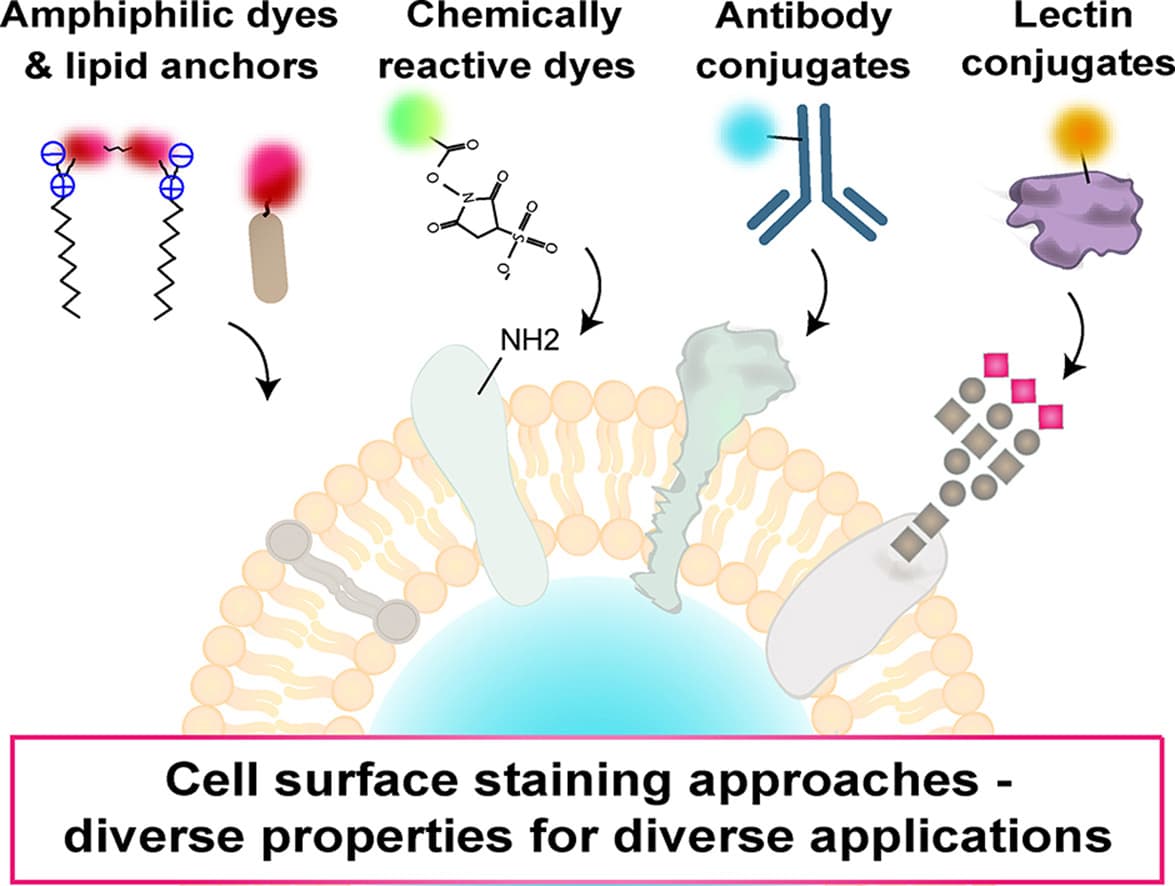 cell surface staining methods