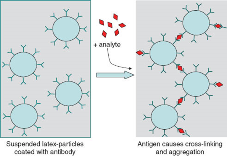 Turbidimetric Immunoassay Principle At Teresa Burks Blog Turbidimetric Immunoassay Principle At Teresa Burks Blog
