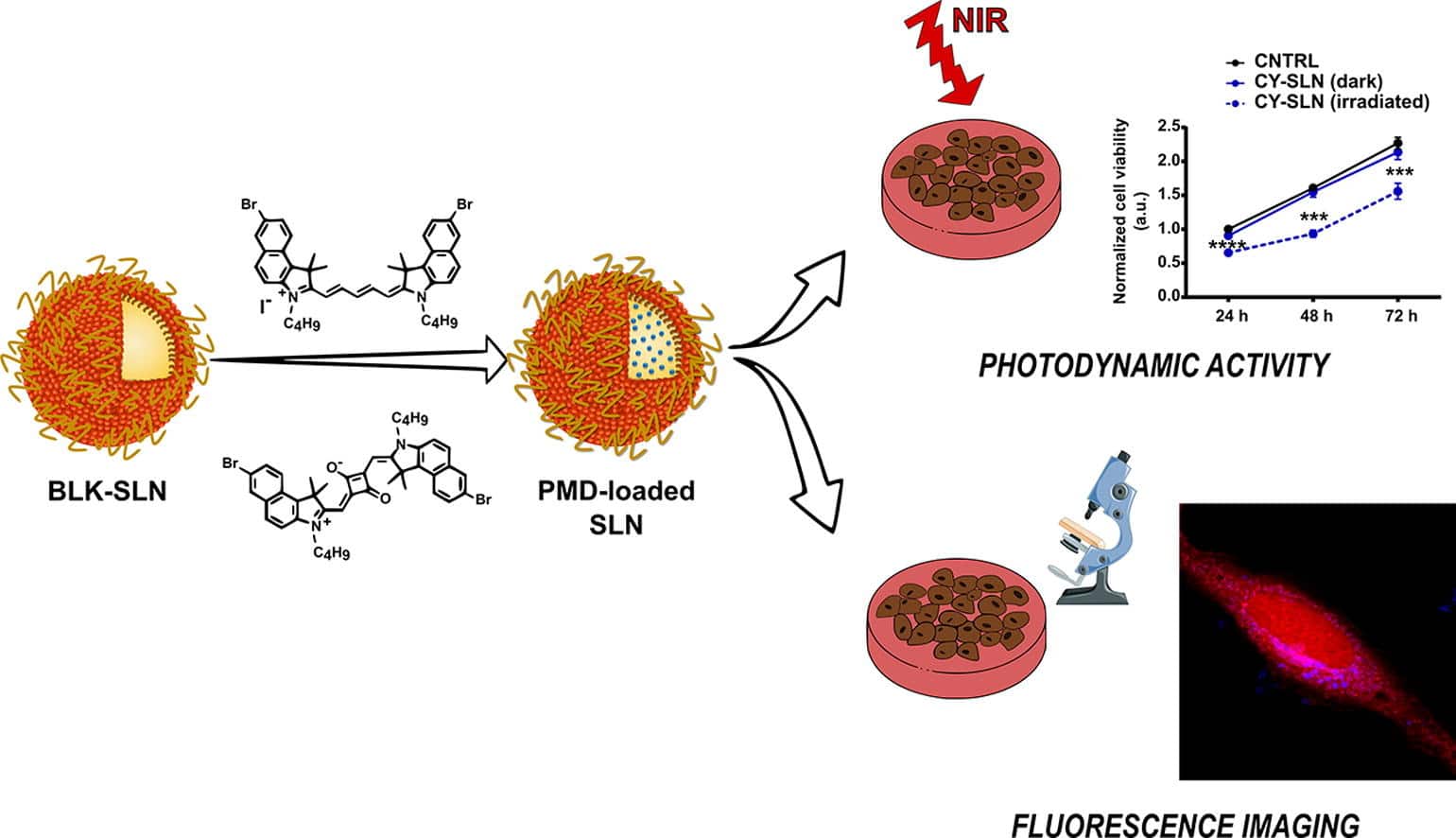 Polymethine dyes-loaded solid lipid nanoparticles (SLN) as promising photosensitizers for biomedical  applications