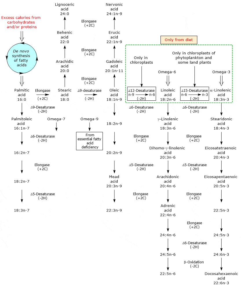  long-chain-fatty-acid-synthesis