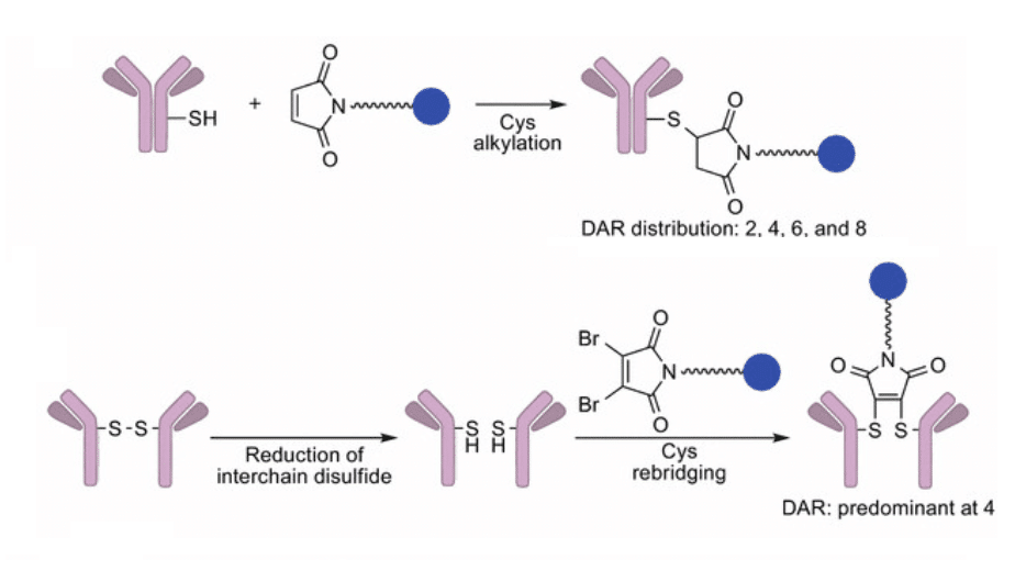 maleimide bioconjugation ADC