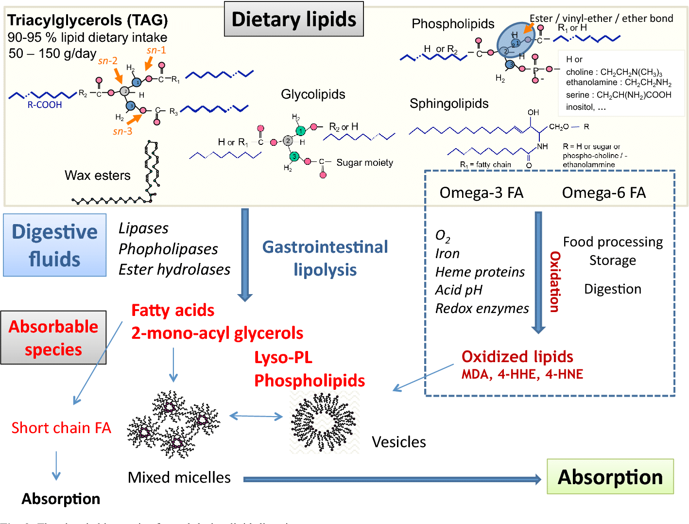 structure of lipids